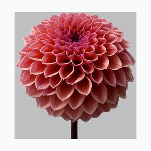 Dahlia 11 by Philip Gatward, Botanical Fuchsia Floral Photograph