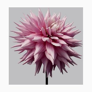 Philip Gatward, Dahlia 12, Archival Pigment Print