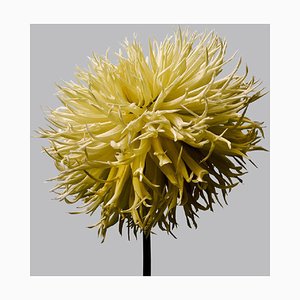 Philip Gatward, Dahlia 15, Archival Pigment Print