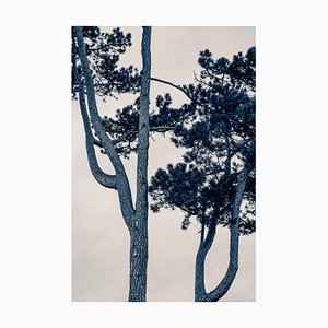 Guy Sargent, The Pine Tree, Archival Pigment Print