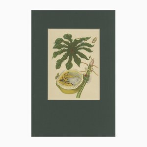 After Merian, Papaya and Insects Plate 45, 19th Century, Hand-Coloured Lithograph