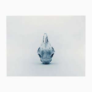 Guy Sargent, Skull, Archival Pigment Print