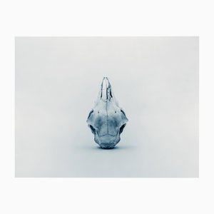 Guy Sargent, Skull, Archival Pigment Print