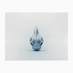 Guy Sargent, Skull, Archival Pigment Print