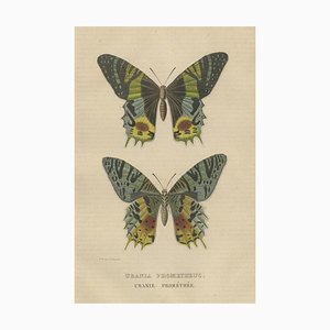 Drapiez, Urania Prometheus, Lepidoptera, 1845, Print