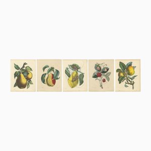 Pears, Strawberry, Apple with Insects, 1850s, Prints, Set of 5