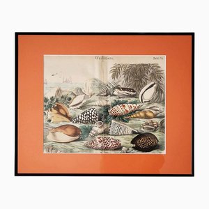Antique Zoological Print with Molluscs, 19th Century