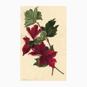E.B.R., Red Maple Leaf Study, 1830, Watercolour