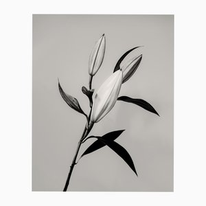 Guy Sargent, The Lily, Archival Pigment Print