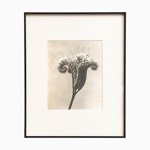 Karl Blossfeldt, Natural Grace, 1942, Photogravure, Framed