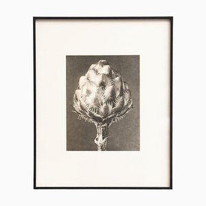 Karl Blossfeldt, Natural Grace, 1942, Photogravure, Encadré