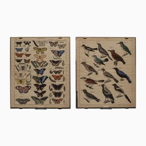 Affiche Vintage avec Papillons et Snappers par C. Susemihl & Sohn pour Okens Publishing House, 1960s, Set de 2