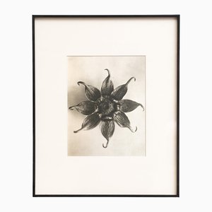 Karl Blossfeldt, Natural Grace, 1942, Photogravure, Framed