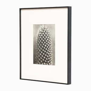 Karl Blossfeldt, Natural Grace, 1942, Photogravure, Framed