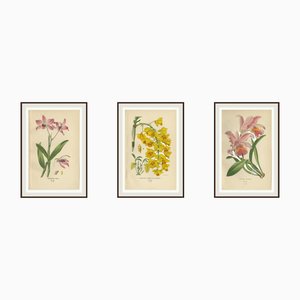 Edward Step, Dendrobium & Cattleya Species, 1897, Prints, Set of 3