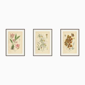Edward Step, Lycaste, Odontoglossum & Oncidium Orchids, 1897, Prints, Set of 3