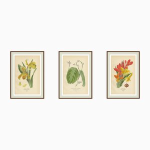Edward Step, Lady's Slipper, Maranta & Canna, 1897, Prints, Set of 3