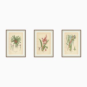 Edward Step, Orchid & Bromeliad: Karatas, Aechmea, Billbergia, 1897, Chromolithographs, 1897, Set of 3