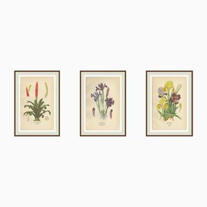 Edward Step, Botanical Illustrations of Tillandsia and Irises, 1897, Prints, Set of 3