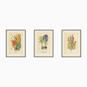 Edward Step, Peacock Tiger-Flower, Crocus & Ixia, 1897, Chromolithographs, Set of 3