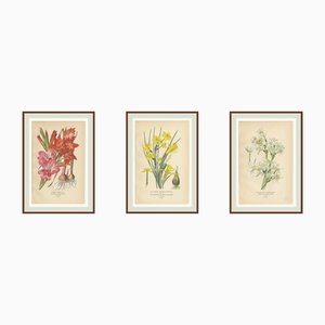 Edward Step, Orchid and Flowers: Gladiolus, Jonquil, and Narcissus, 1897, Prints, Set of 3