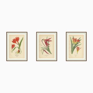 Edward Step, Scarborough Lily, Jacobean Lily & Clivia, Chromolithographs, 1897, Set of 3