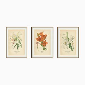 Edward Step, Lilies Gold-Rayed, Saffron & St. Joseph's, 1897, Prints, Set of 3