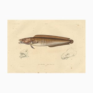 Bévalet, Cusk Fish (Le Brosme) von Gaimard Voyage, 1842, Print