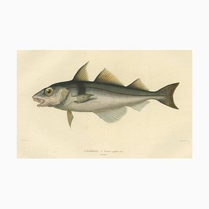 After Bévalet, Haddock (Légrefin), 1842, Print