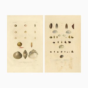 Bévalet, Greenland Bivalves and Modiolaria Shells, 1842, Print
