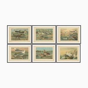 European Seabirds: Gulls, Terns, Skuas, Geese and Gannets, 1890, Lithographs, Set of 6