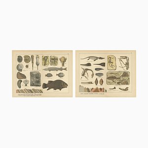 Ammonites, Ichthyosaurus and Archaeopteryx, 1880, Paper, Set of 2