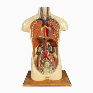Educational Anatomical Model of Human Body, Former Czechoslovakia, 1960s