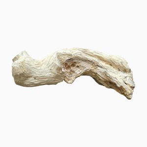 Pietro Meccani, Sea Sculpture: Seal, 1995, Ahornholz