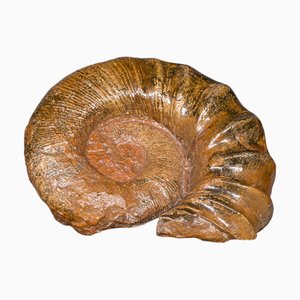 Fósil de amonita grande, década de 1890