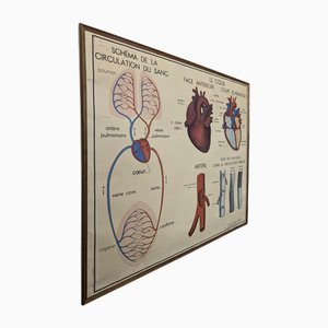 Poster di anatomia scolastica incorniciato