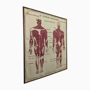 Poster di anatomia scolastica incorniciato