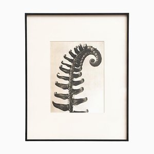 Karl Blossfeldt, Natural Grace, 1942, Photogravure, Encadré