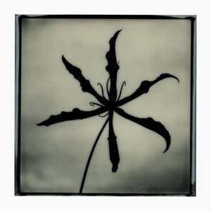 Ugne Pouwell, Gloriosa Noire, 2025, Polaroid Floral Photograph, Limited Edition 20