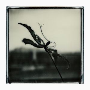 Ugne Pouwell, Gloriosa Noire No.2, 2025, Polaroid Floral Photography, Limited Edition 20