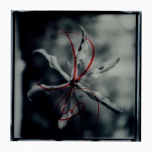 Ugne Pouwell, Gloriosa Noire No.3, 2025, Polaroid Floral Photography, Limited Edition 20