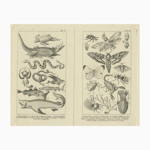 Reptiles and Fish and Insects, 1800, Paper