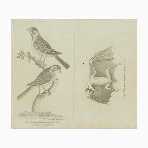 Specie di uccelli e pipistrelli, 1800, carta