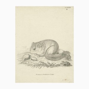 Johann Nußbiegel, Flying Squirrel, 1800, Paper