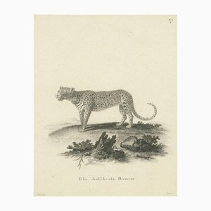 Bock, Leopard, 1800, Paper