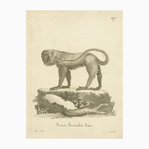 De Sève and Bock, Red Howler Monkey, 1800, Paper