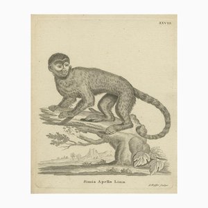 A. Hoffer, Capuchin Monkey, 1800, Paper