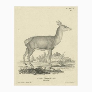 Red Indian Deer, 1800, Paper