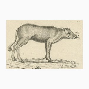 A Babirusa and a Swallow, 1800, Paper