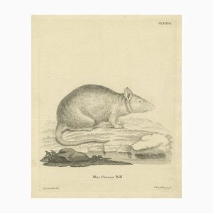 D.R. Nitschmann & J. Nußbiegel, Rodent, 1800, Paper
